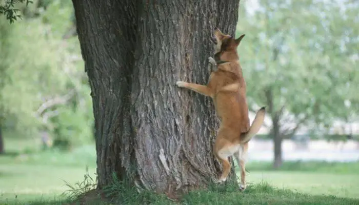 remove anything that make them stay in the tree such as dogs