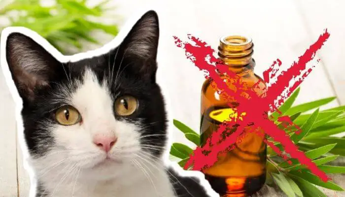 Which Essential Oils Are Safe To Diffuse Around Cats? - Tuxedo Cat