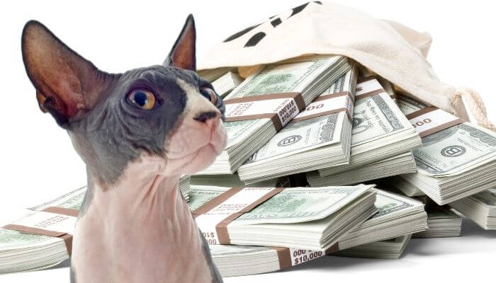 sphynx cat price