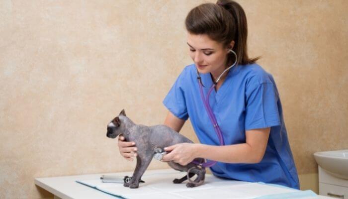 sphynx cat vet fees can be expensive