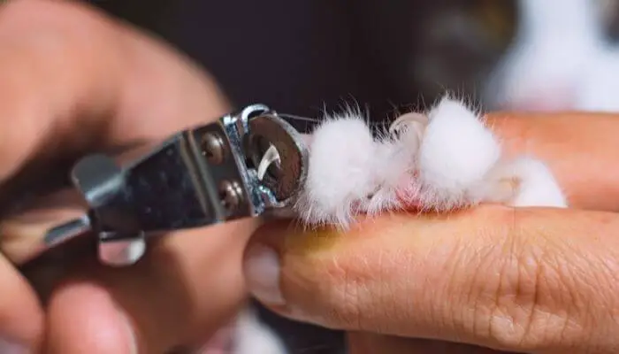 trimming cat claws