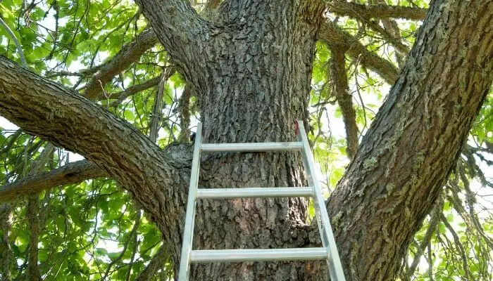 use ladder to rescue cat from tree