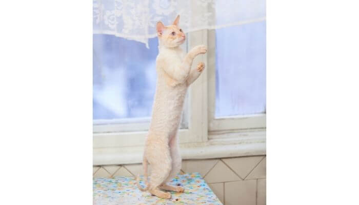 white cat standing up on hind legs on a table