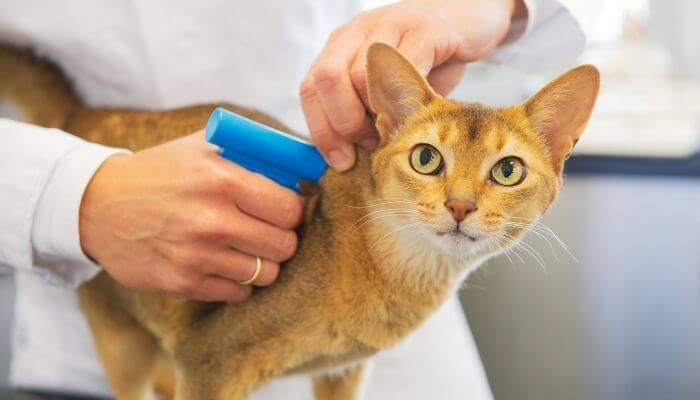 cat getting microchipped