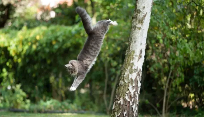 cat jumping down fron tree