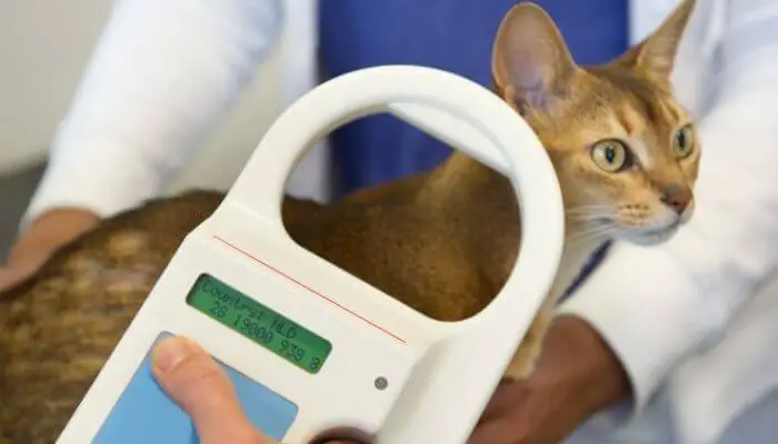 cat microchip being scanned