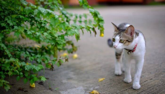 cats typically will stay close to home