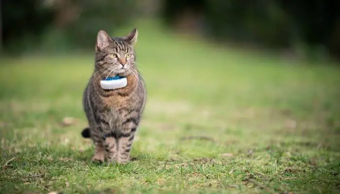 cat wearing a GPS tracker