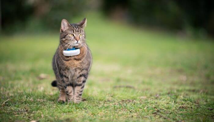 cat wearing a cat tracker