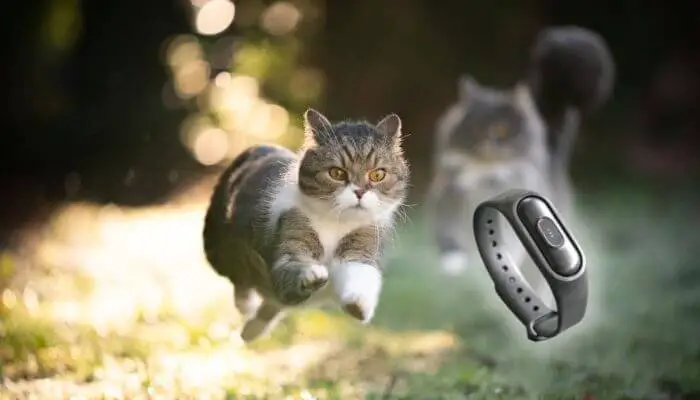 fitbit for cats