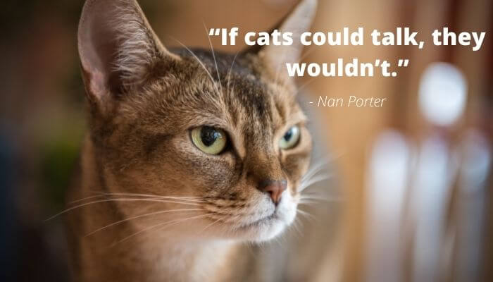 if cats could talk quote