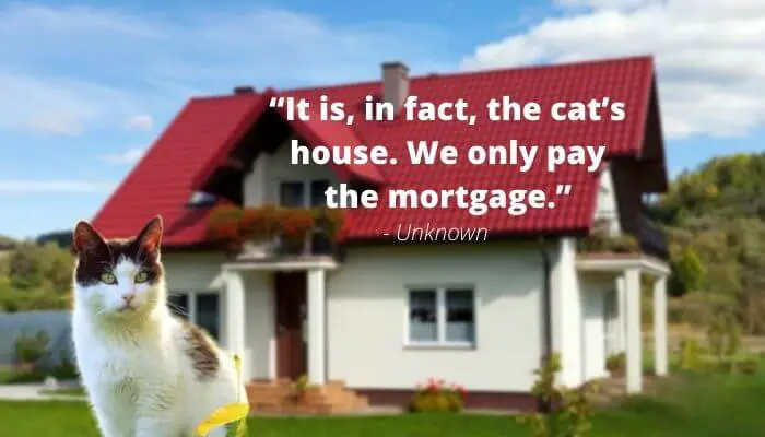 it is in fact the cats house quote