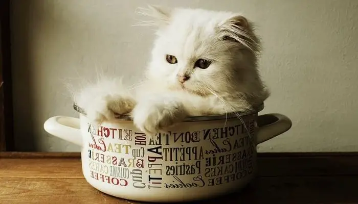 persian teacup cat