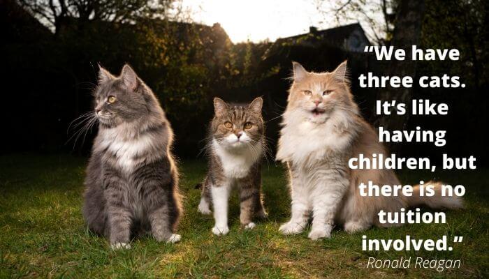 three cats is like having children quote