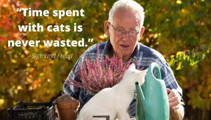 time spent with cats is never wasted quote