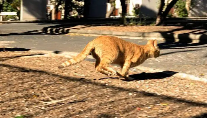 cat running