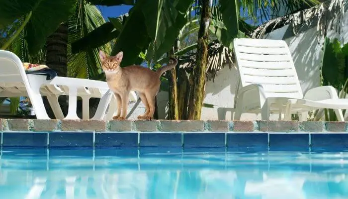 abyssinian cat by pool