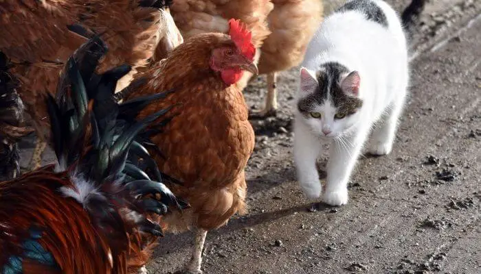 cat and chickens