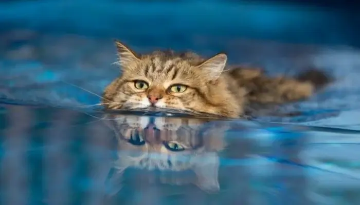 cat breeds who like water