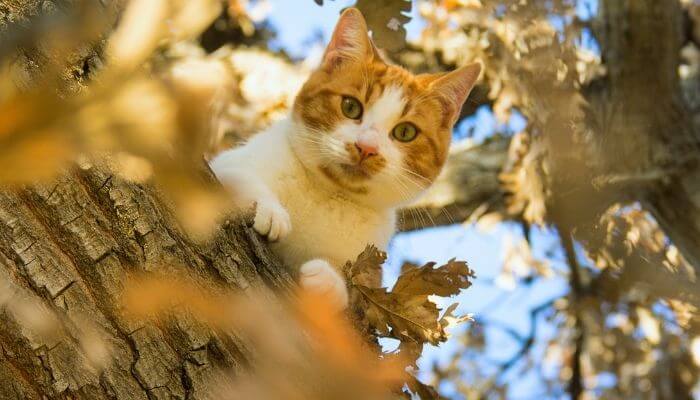 a cat exploring a tree