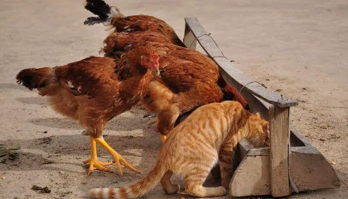 cat eating with chickens