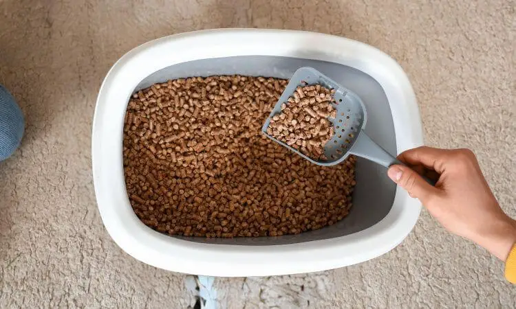 cat litter cost