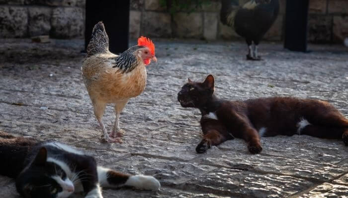 cat looking at chicken