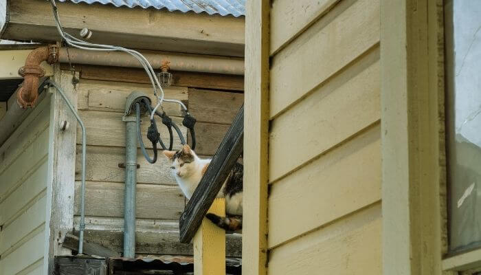 cat near wires