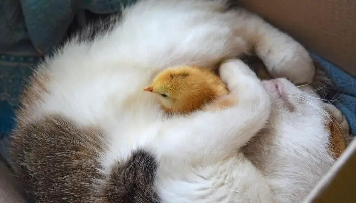 cat sleeping with baby chick
