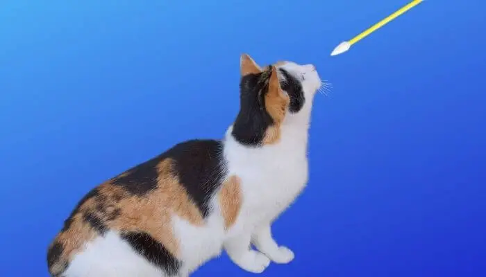 cat smelling earwax on qtip