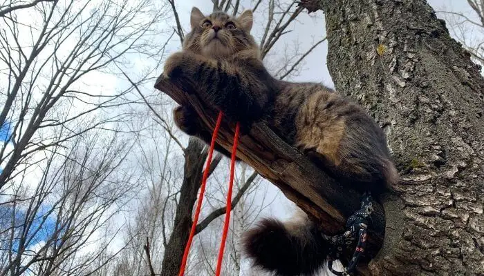 cat up high