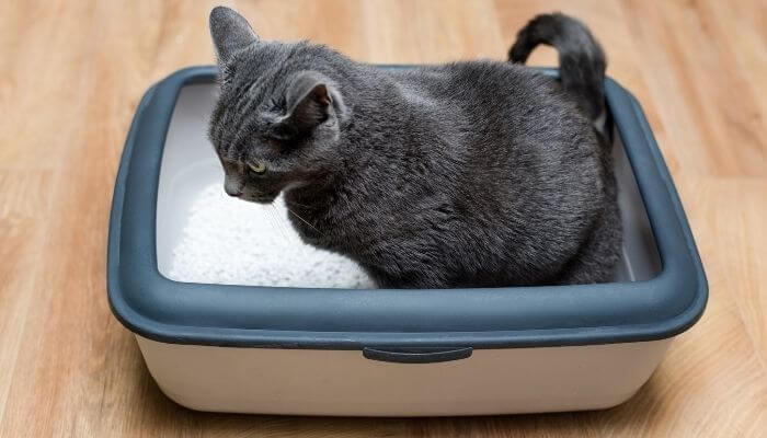 cat pooping in litter tray