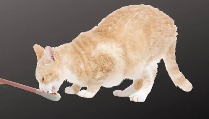 Why Do Cats Like Earwax? 5 Reasons - Tuxedo Cat