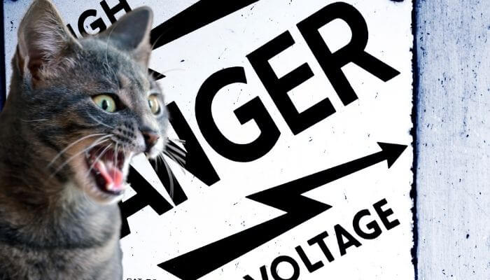 danger cat with electricity sign