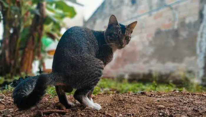 a cat pooping outdoors