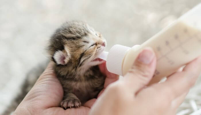kitten drinking milk meal replacement