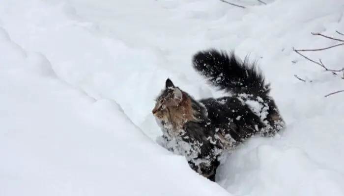 norwegian forest cat enjoy water (and snow!)