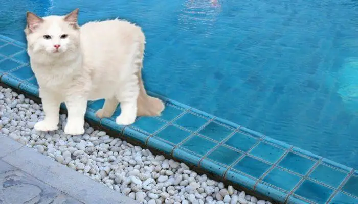 ragdoll cat by pool