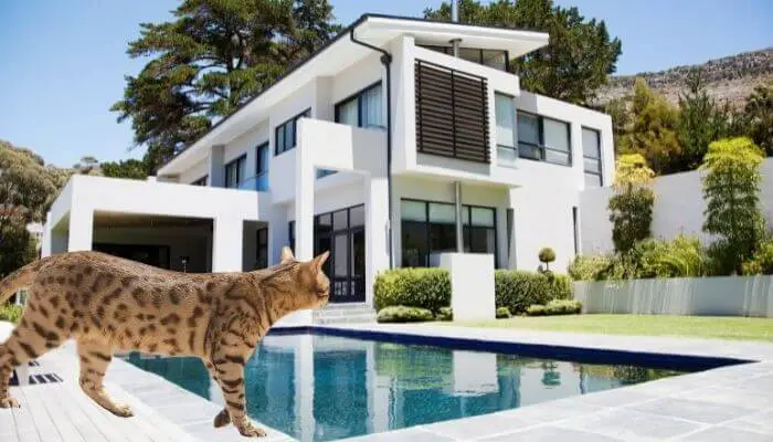 savannah cat by pool
