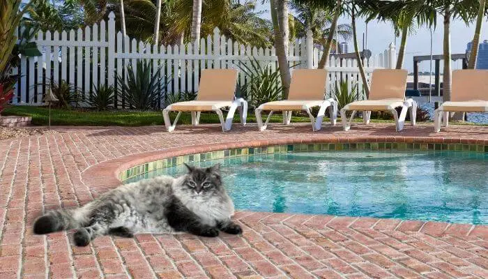 siberian cat by pool
