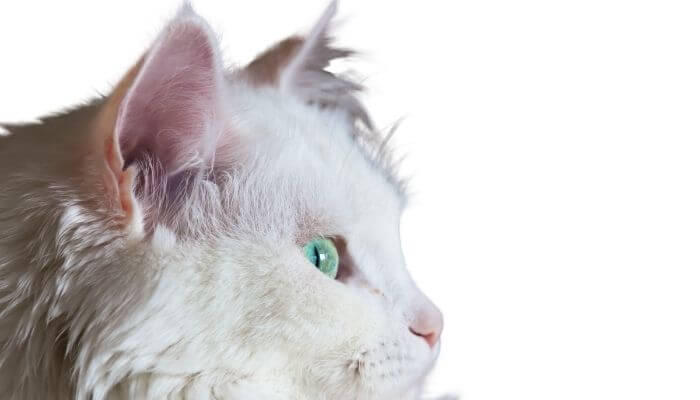 turkish angora cat