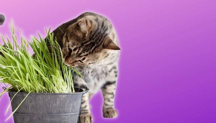 cat eating cat grass