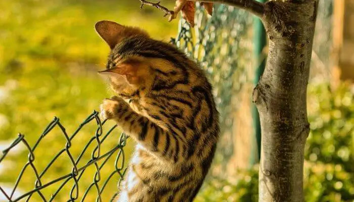 cat climbing over fence