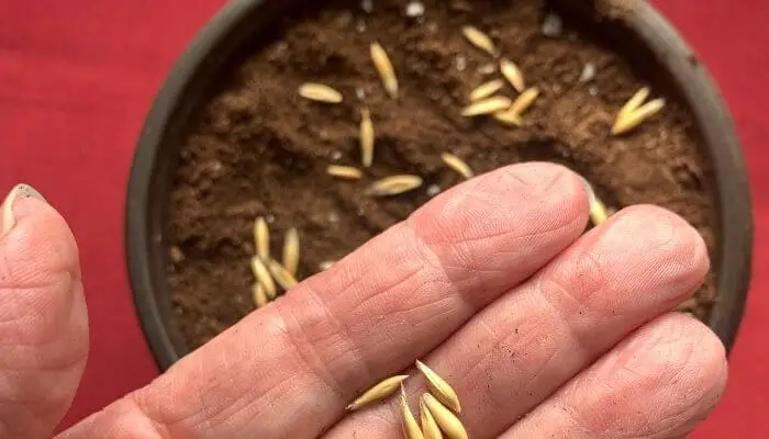 cat grass seeds