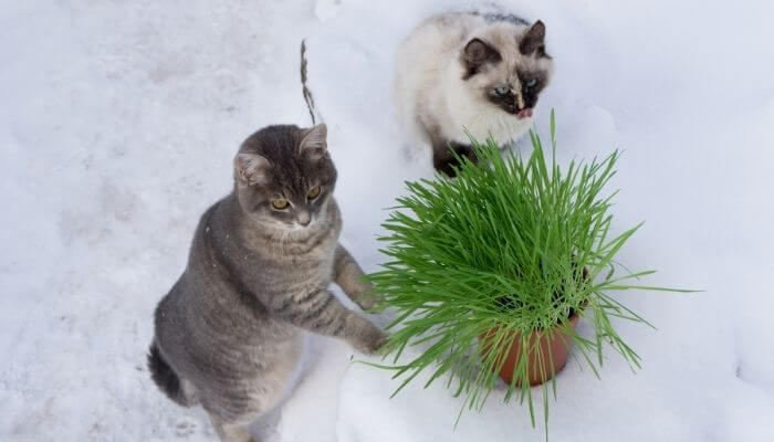 cats looking at cat grass