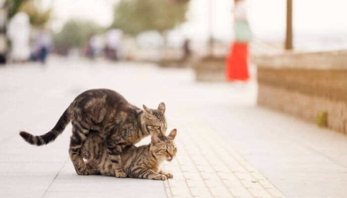 cats sexual instinct may cause them to run away