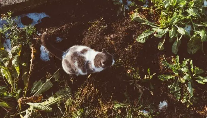 discourage cats from pooping in your garden