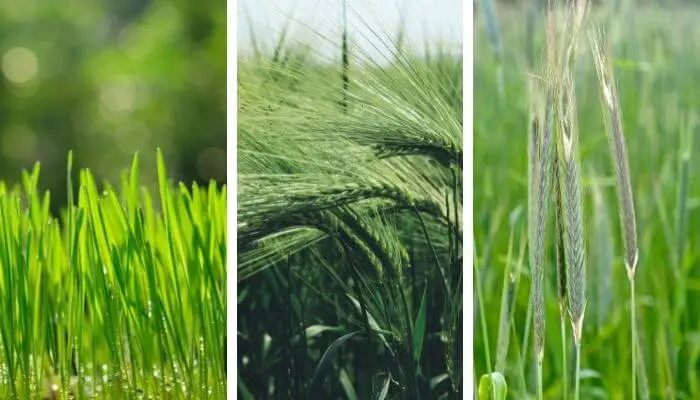 wheat grass, barley grass and rye grass