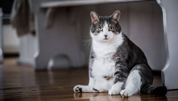 can your cat be too fat to feel a microchip