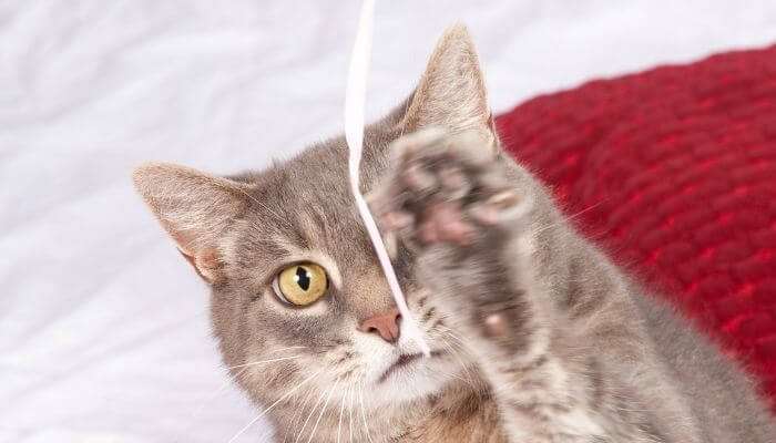cat batting at string